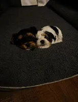 Winnie AKC , a female Yorkshire Terrier for sale in Leslie, AR – 2 of 5