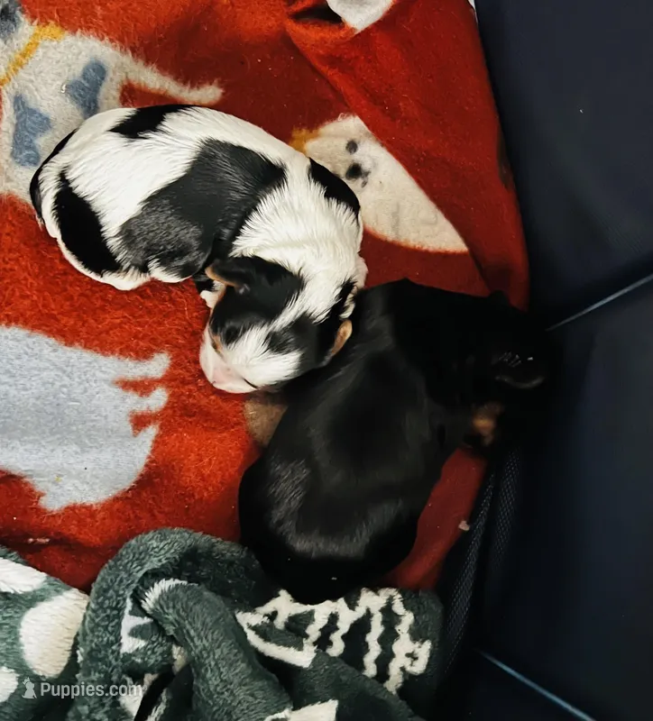 Munchkins AKC , a female Yorkshire Terrier for sale in Leslie, AR – Photo 1 of 1