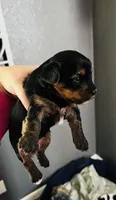 Winnie AKC , a female Yorkshire Terrier for sale in Leslie, AR – 5 of 5