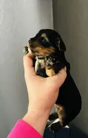 Winnie AKC , a female Yorkshire Terrier for sale in Leslie, AR – 4 of 5