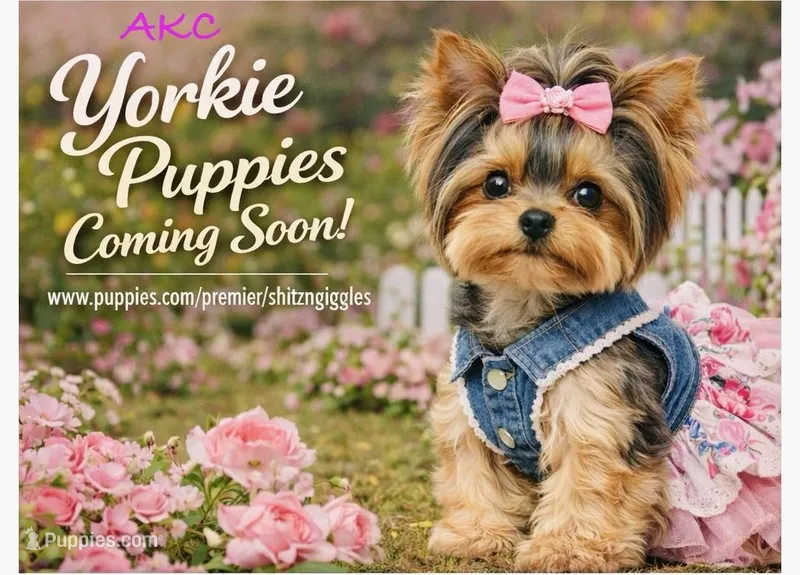 Munchkins AKC  – Yorkshire Terrier puppy for sale in Leslie, AR