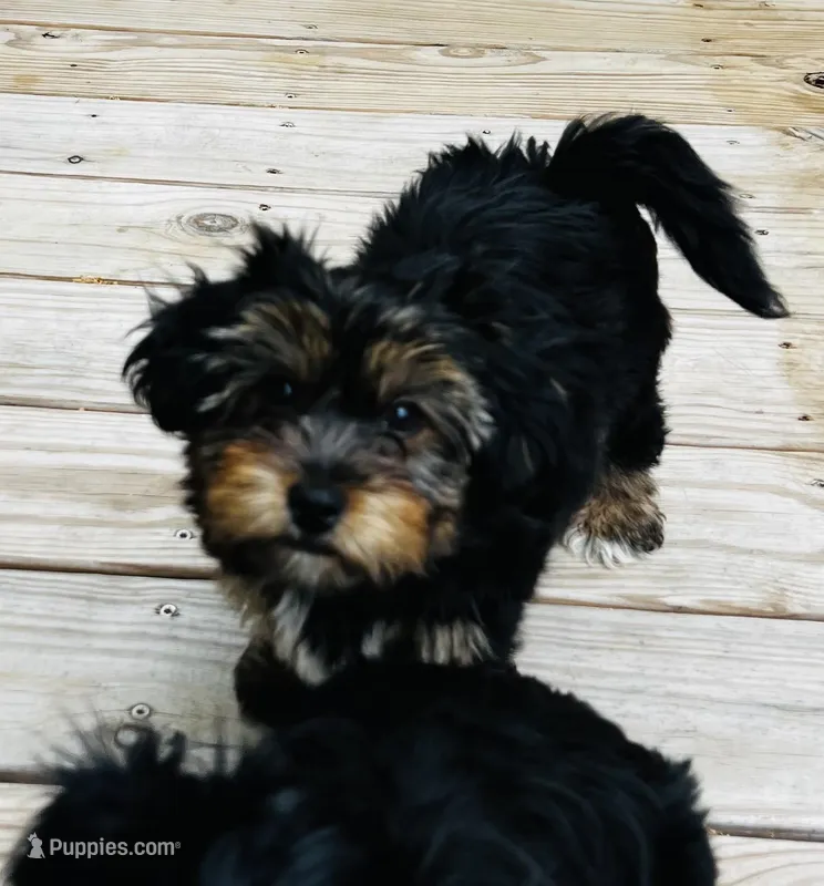Louie – Shih Tzu, Yorkshire Terrier puppy for sale in Leslie, AR