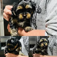 Louie, a male Shih Tzu and Yorkshire Terrier for sale in Leslie, AR – Photo 2 of 3