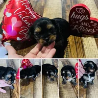 Louie, a male Shih Tzu and Yorkshire Terrier for sale in Leslie, AR – Photo 3 of 3