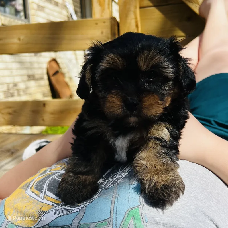 Louie – Shih Tzu, Yorkshire Terrier puppy for sale in Leslie, AR