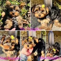 AKC Leita, a female Yorkshire Terrier for sale in Leslie, AR – Photo 2 of 8