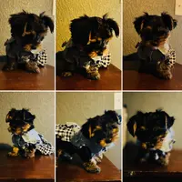 AKC Leita, a female Yorkshire Terrier for sale in Leslie, AR – Photo 6 of 8