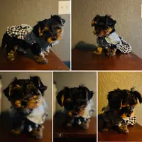 AKC Leita, a female Yorkshire Terrier for sale in Leslie, AR – Photo 7 of 8