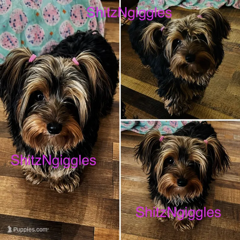 AKC Leita – Yorkshire Terrier puppy for sale in Leslie, AR