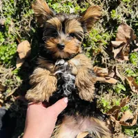 AKC Leita, a female Yorkshire Terrier for sale in Leslie, AR – Photo 5 of 8