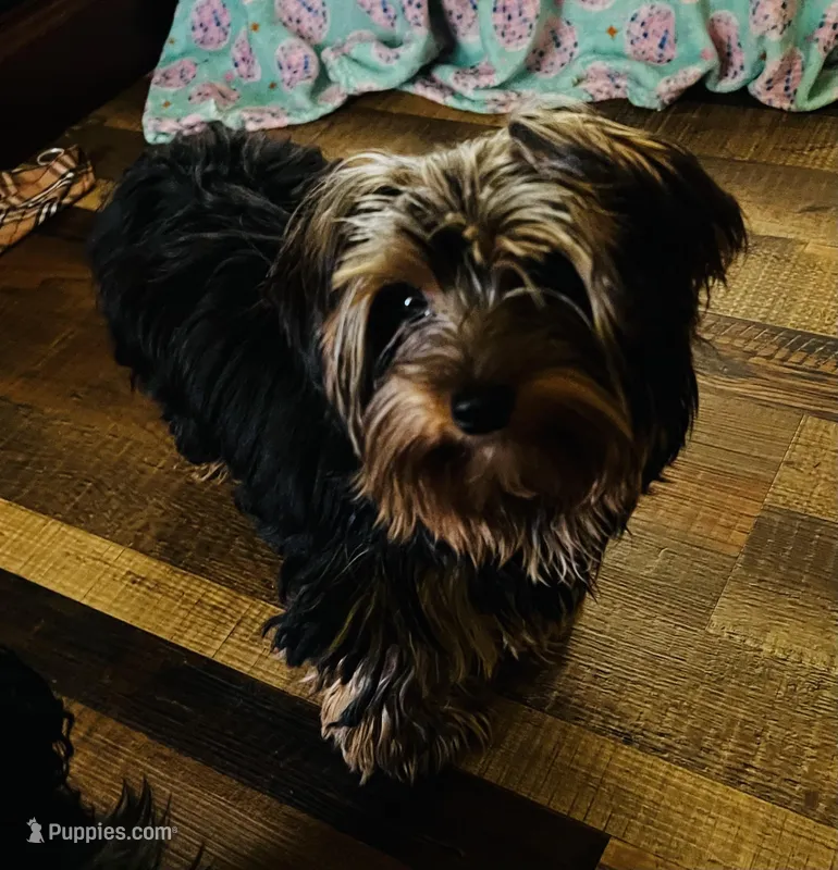 AKC Leita – Yorkshire Terrier puppy for sale in Leslie, AR