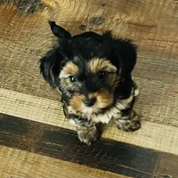 AKC Leita, a female Yorkshire Terrier for sale in Leslie, AR – Photo 8 of 8