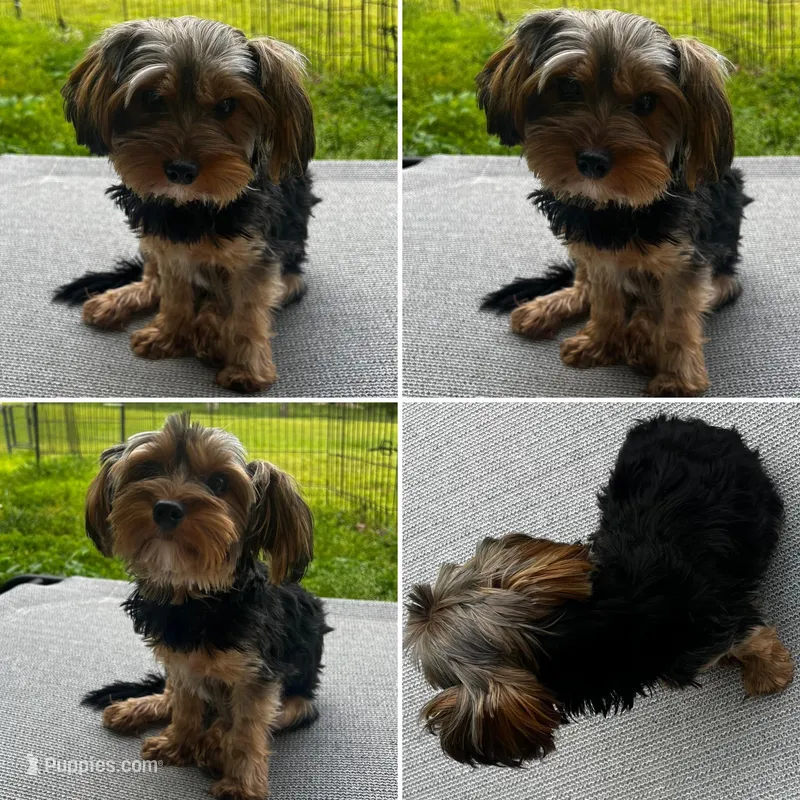 AKC Leita – Yorkshire Terrier puppy for sale in Leslie, AR
