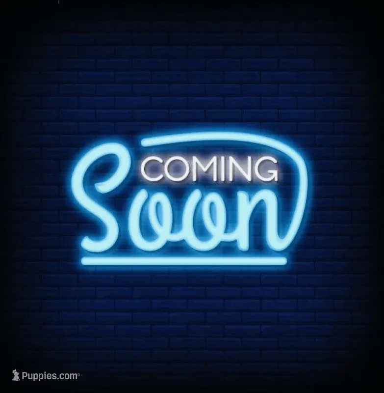 Cuties, a  Shih Tzu for sale in Leslie, AR – Photo 1 of 1