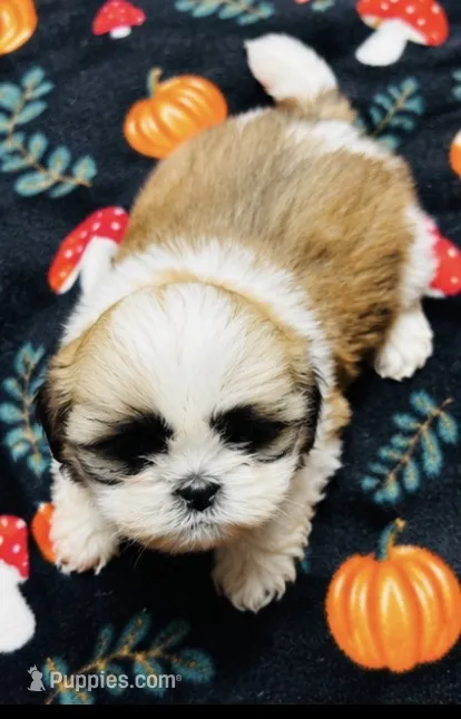 Mr Handsome  – Shih Tzu puppy for sale in Leslie, AR