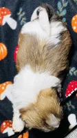 Mr Boo Bear , a male Shih Tzu for sale in Leslie, AR – 3 of 3