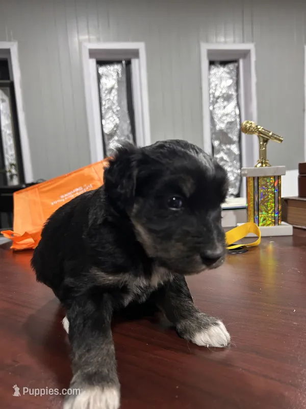 Cookie – Huskydoodle puppy for sale in La Porte, TX