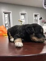 Name him whatever, a male Huskydoodle for sale in La Porte, TX – 3 of 3