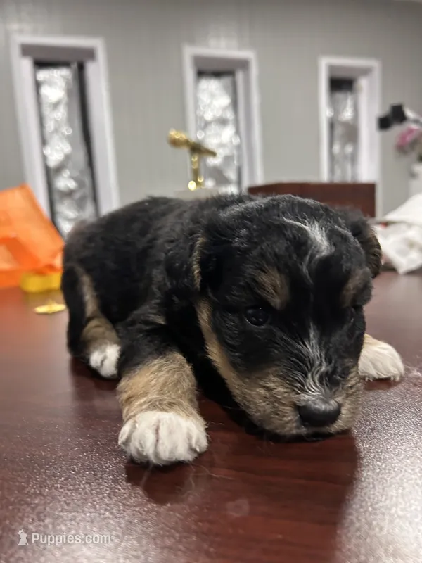Name him whatever – Huskydoodle puppy for sale in La Porte, TX