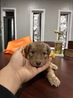 Name whatever, a male Huskydoodle for sale in La Porte, TX – 3 of 3