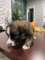 Name whatever , a female Huskydoodle for sale in La Porte, TX – 4 of 5