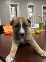 Name whatever , a male Huskydoodle for sale in La Porte, TX – 3 of 3
