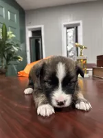 Name whatever , a female Huskydoodle for sale in La Porte, TX – 2 of 5
