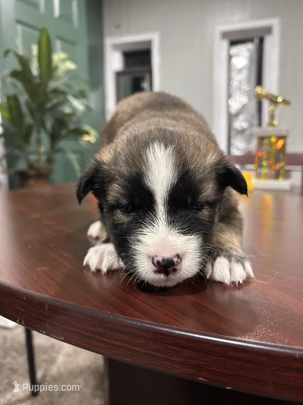 Name whatever  – Huskydoodle puppy for sale in La Porte, TX