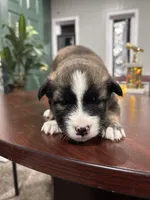 Name whatever , a female Huskydoodle for sale in La Porte, TX – 1 of 5