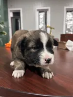Name whatever , a female Huskydoodle for sale in La Porte, TX – 5 of 5