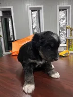 Cookie, a male Huskydoodle for sale in La Porte, TX – 3 of 5