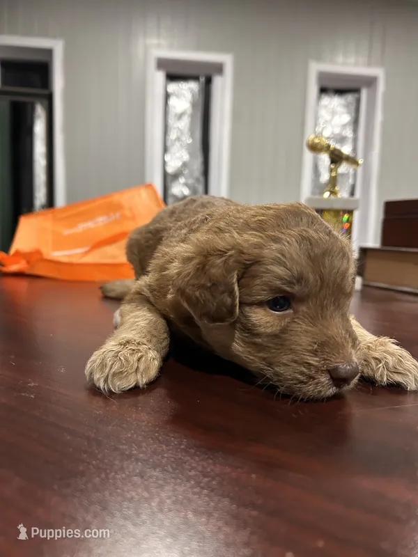 Name whatever – Huskydoodle puppy for sale in La Porte, TX