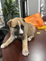 Name whatever , a male Huskydoodle for sale in La Porte, TX – 2 of 3