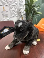 Cookie, a male Huskydoodle for sale in La Porte, TX – 5 of 5