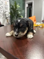 Name him whatever, a male Huskydoodle for sale in La Porte, TX – 2 of 3