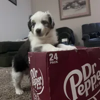 Grandpa, a male Miniature Australian Shepherd for sale in Kansas City, KS – Photo 5 of 7