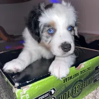 Grandpa, a male Miniature Australian Shepherd for sale in Kansas City, KS – Photo 2 of 7