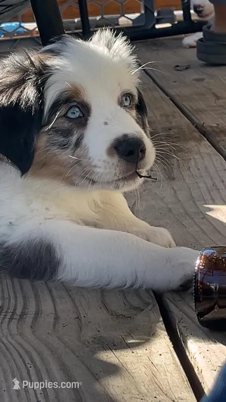 Grandpa – Miniature Australian Shepherd puppy for sale in Kansas City, KS