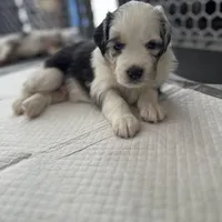 Grandpa, a male Miniature Australian Shepherd for sale in Kansas City, KS – Photo 6 of 7