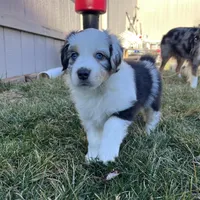Grandpa, a male Miniature Australian Shepherd for sale in Kansas City, KS – Photo 1 of 7