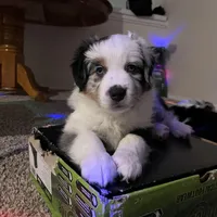 Grandpa, a male Miniature Australian Shepherd for sale in Kansas City, KS – Photo 3 of 7