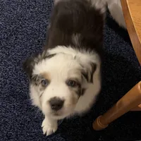 Grandpa, a male Miniature Australian Shepherd for sale in Kansas City, KS – Photo 7 of 7