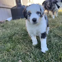Grandpa, a male Miniature Australian Shepherd for sale in Kansas City, KS – Photo 4 of 7