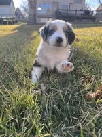 Seven, a male Miniature Australian Shepherd for sale in Kansas City, KS – Photo 2 of 7