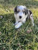 Seven, a male Miniature Australian Shepherd for sale in Kansas City, KS – Photo 6 of 7