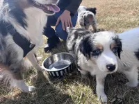 Seven, a male Miniature Australian Shepherd for sale in Kansas City, KS – Photo 5 of 7