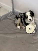 Seven, a male Miniature Australian Shepherd for sale in Kansas City, KS – Photo 3 of 7