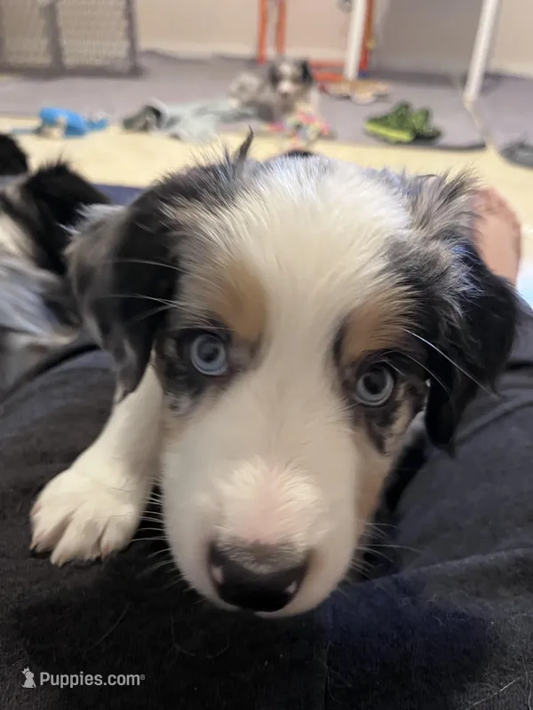 Seven – Miniature Australian Shepherd puppy for sale in Kansas City, KS