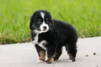 processed/1d755727-b559-49b8-8b91-40e4c0e270c6/listing/3e9639dd-4d9b-4cf3-91cc-edadff893ac0/3e304ff3-fd46-484a-a50c-47d30202fe3c