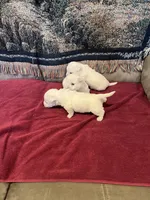 AKC Females, a female West Highland White Terrier for sale in Killen, AL – Photo 4 of 4